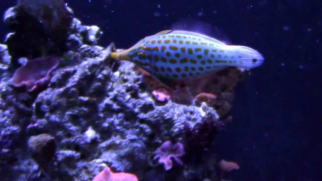 Seattle Aquarium - Океанариум Сиэтла смотреть онлайн