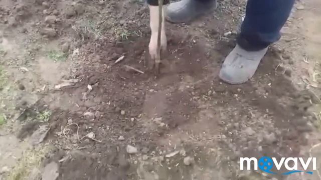 Сажаем деревья яблонька, абрикос;)