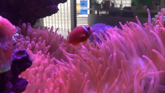 Giant pink quadricolor anemone смотреть онлайн