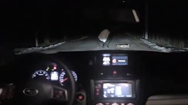 смешной прикол - собака за рулем смотреть онлайн