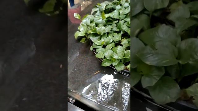 Enredaderas tíos cuidados смотреть онлайн