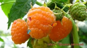 Малина ремонтантная Золотая осень (zolotaia osen) ? обзор: как сажать, саженцы малины Золотая осень