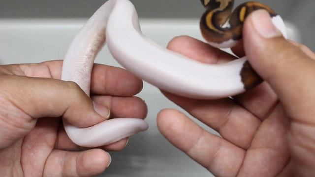 Dreamsical x Black Pastel Pied Ball Python Clutch! смотреть онлайн