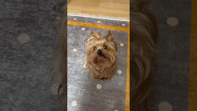 Шоу Бенни Хилла… Или просто собака « Поля» #анталия #собаки#dog #dogs #my #mydog #моясобака смотреть онлайн