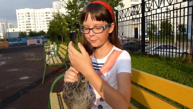 Шиншилла!!! Что это за зверёк?!! Лучший друг для детей! Мой ВЛОГ! смотреть онлайн