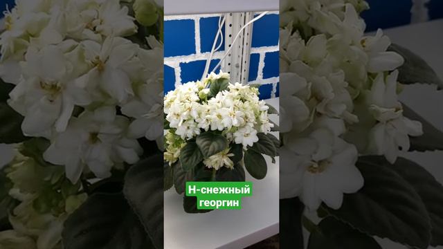 Н-СНЕЖНЫЙ георгин смотреть онлайн