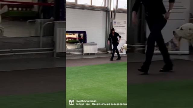Алабай выставка собак Таёжный Талисман Ньургун 1,5 года 🧿#алабай #щенкиалабая #сао #белыйалабай смотреть онлайн