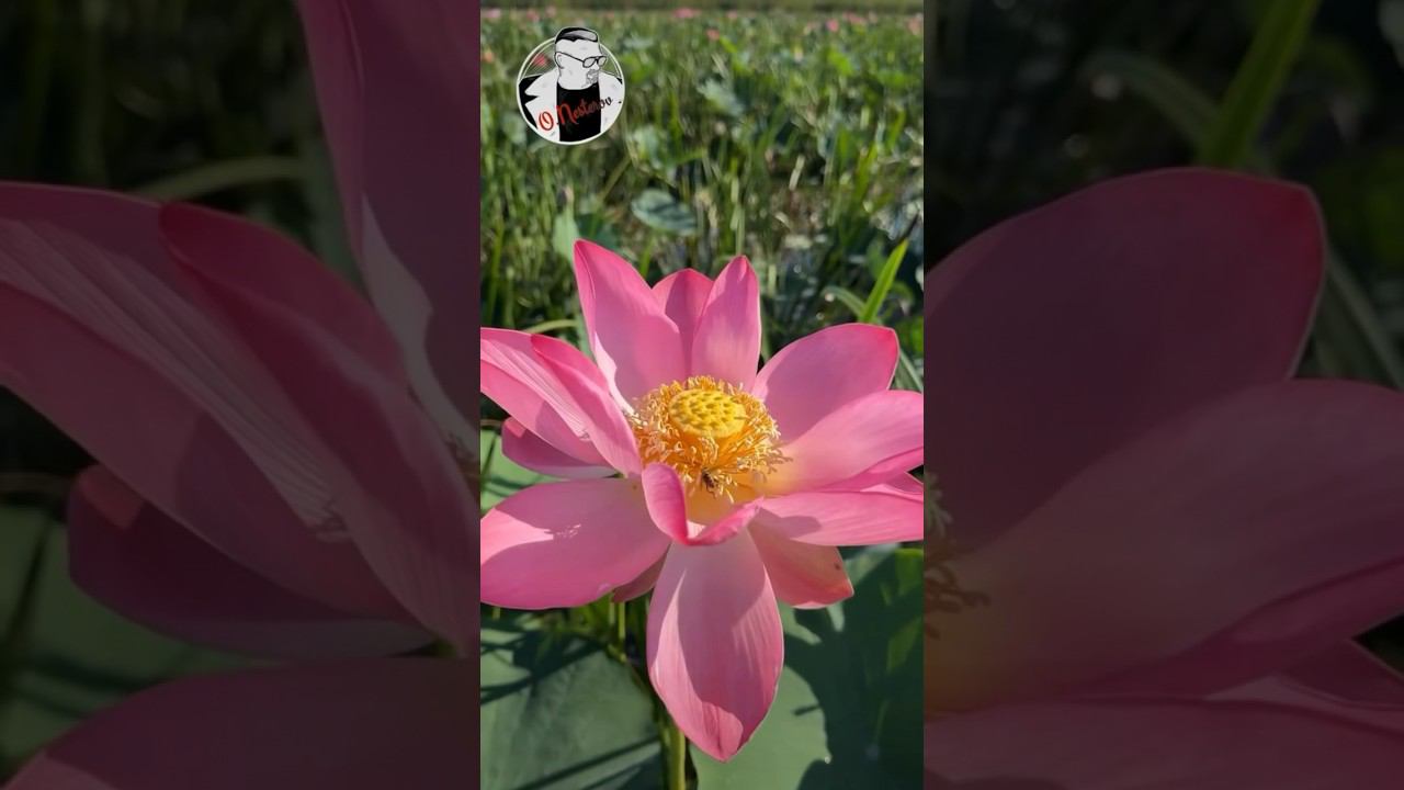 Лотос , Долина лотосов в лимане смотреть онлайн