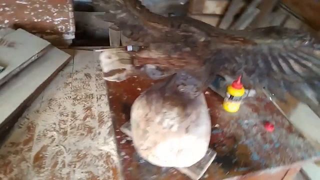 Скульптура-Орёл из дерева своими руками(бензопилой) смотреть онлайн