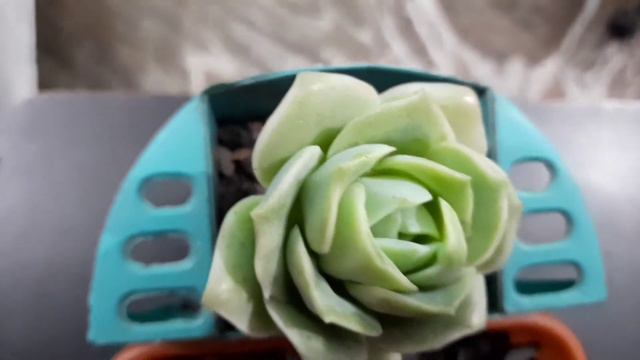 X Graptoveria 'Lovely Rose' | Price | Care Tips | Succulents Grabber