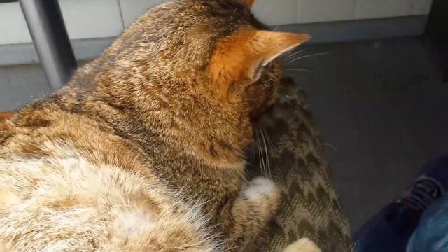 дикий Камышовый или Лесной кот Васька ?, снова на работе ?? смотреть онлайн