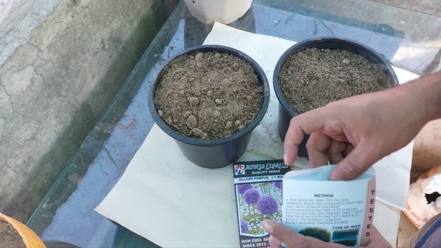 How To Grow Allium Flower Bulbs? Purple Sensation & Nectaroscordum