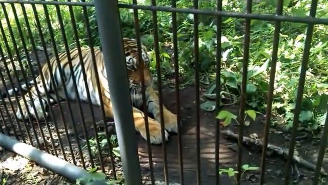 Амурский тигр в Сафари парке Приморья смотреть онлайн