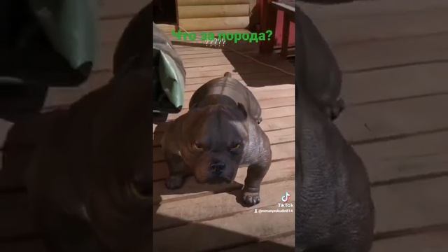 Что за порода собаки? смотреть онлайн