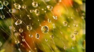 Вальс Дождя. Никитин