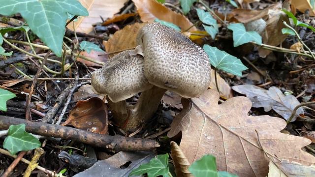Tricholoma pardinum, November 25, 2023 смотреть онлайн