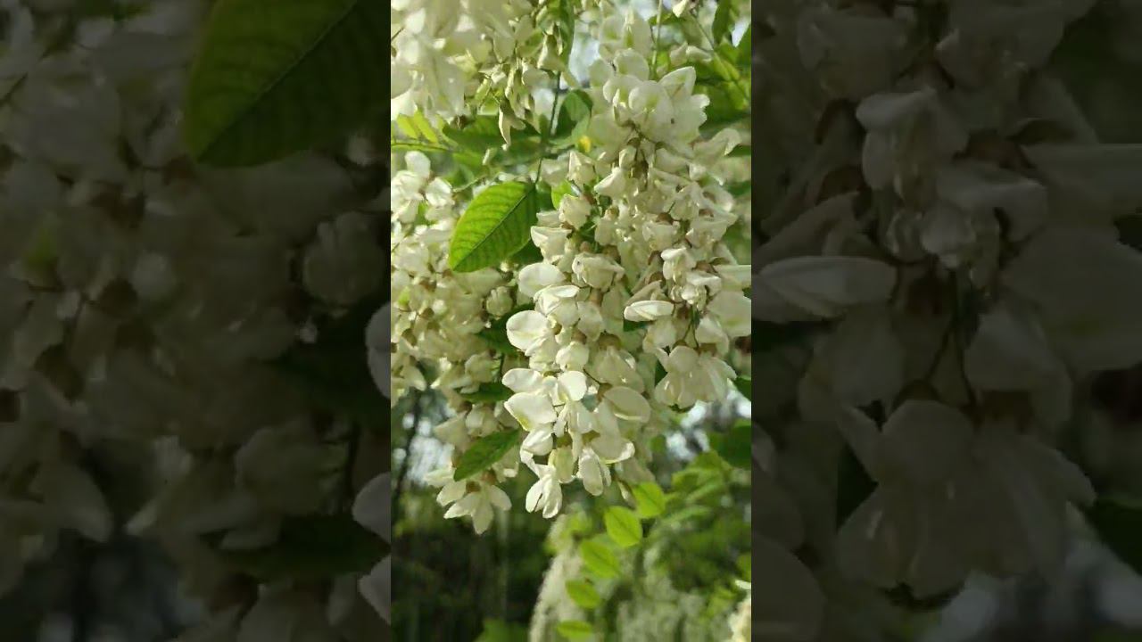 Красивая весна , акация в цвету ️ смотреть онлайн