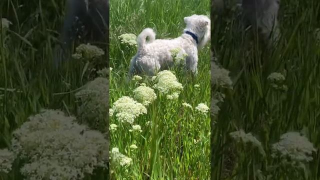 Как я вам? #dog #doglover #шнауцер #веселуха #собакиприколы #животные #арчи смотреть онлайн