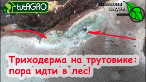 НАСТОЯЩАЯ ТРИХОДЕРМА на трутовиках ПРЯМО ИЗ ЛЕСА! Вот как ее обнаружить, отличить и использовать!