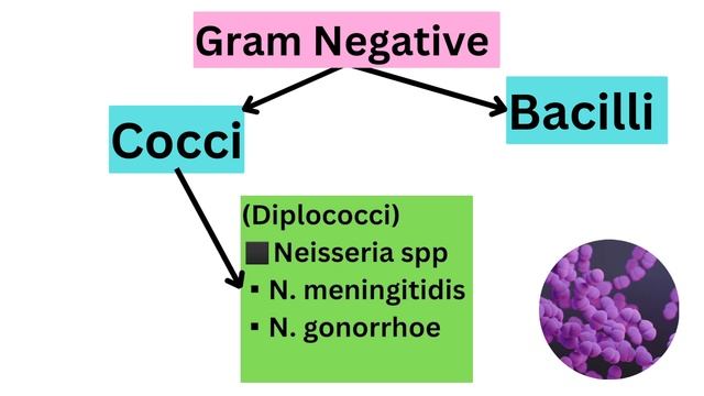 Classification Of  Bacteria : A Visual Guide To Gram-Positive And Gram-Negative Bacteria