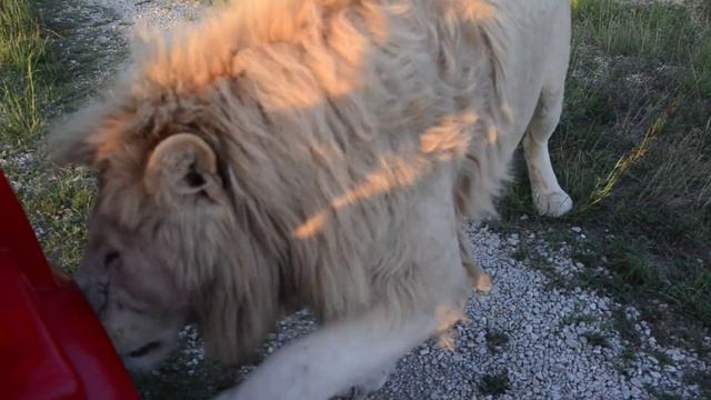 "УМЕРЕТЬ НЕ ВСТАТЬ ":)) Как лев Леон останавливал машинку директора !!!"#смеркалосьвечерело" смотреть онлайн