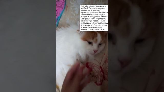 Вопрос-ответ. Все вопросы которые вы хотели узнать о Стёпе. смотреть онлайн