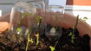 Роза Кофе Брейк (Coffee Break) — описание кустового сорта