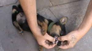 Как узнать возраст щенка(собаки) по зубам.Как определить возраст щенка?