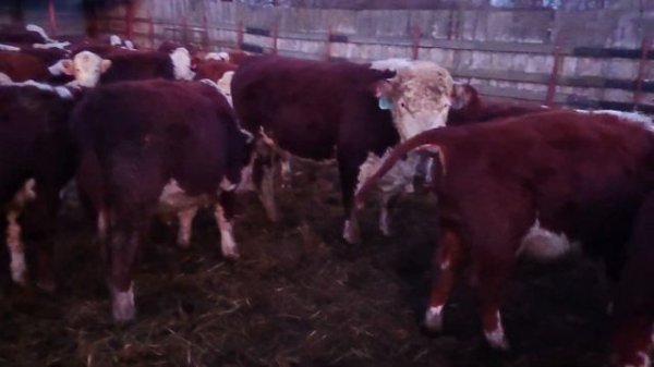 РАЗДАЁМ СЕНО БЫЧКАМ. Кормушки всегда полные в Ооо Дик Калужская область. #дикфарм #dikfarm