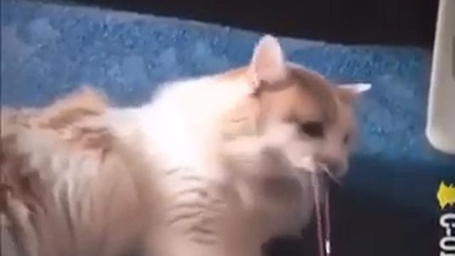 Кошка с резинкой смотреть онлайн