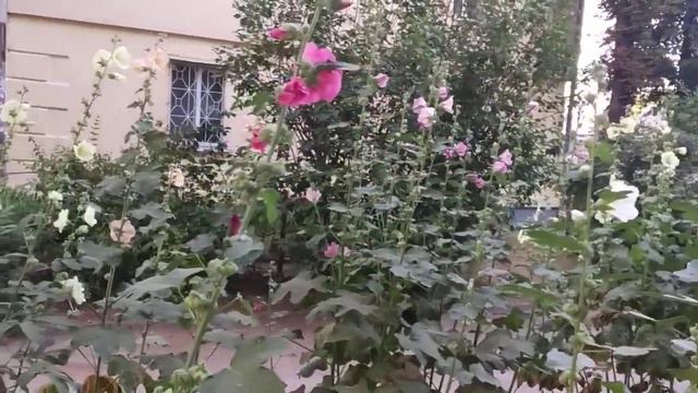 Мальва шток роза. Ржавчина или недостаток влаги? смотреть онлайн