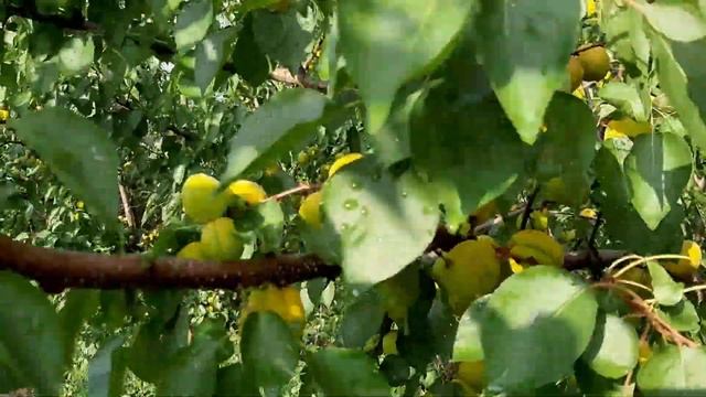 Сравнение абрикосов в динамике. Ч4 смотреть онлайн