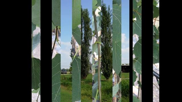 ТОПОЛЬ (POPULUS) сем. Ивовые смотреть онлайн