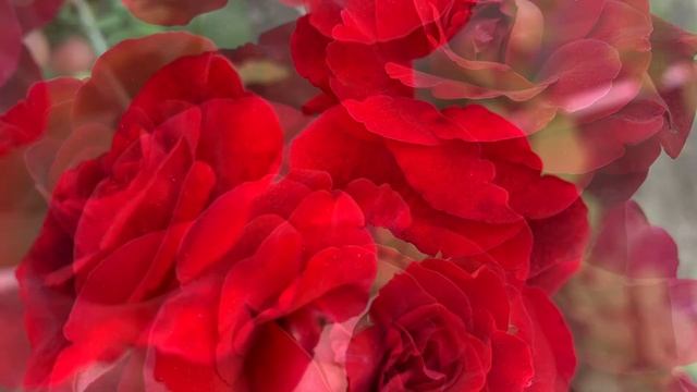 Роза плетистая Дон Жуан ( Rose Don Juan )16 августа 2021 г. смотреть онлайн