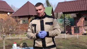 Опрыскивание плодовых весной 4 этапа