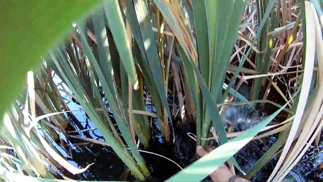 Рыбалка с рогаткой Slingshot Fishing (охота на черного сазана) смотреть онлайн