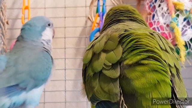 КУПИЛА ЧЕТВЁРТОГО ПОПУГАЯ МОНАХА КВАКЕРА! ТЕПЕРЬ КРОШКЕ НЕ БУДЕТ ОДИНОКО :))) смотреть онлайн
