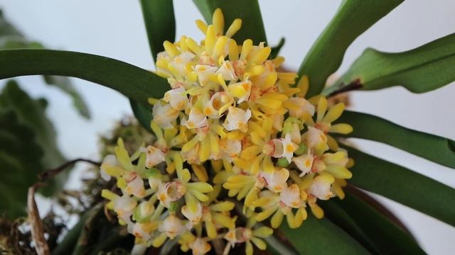 Букетик от Gastrochilus obliquus и фиалочка) смотреть онлайн
