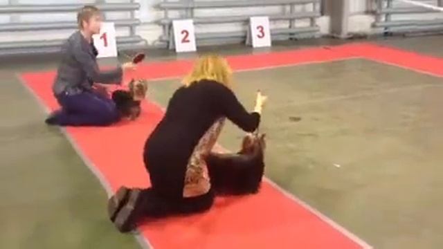 йорки юниоры сравнение на лучшего юниора смотреть онлайн