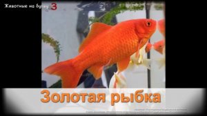 Животные на букву З (1)