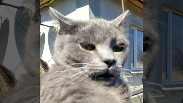 Кошка исполняет гимн Люфтваффе. (смотреть с полной громкостью) смотреть онлайн