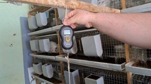 Вес кроликов в два месяца