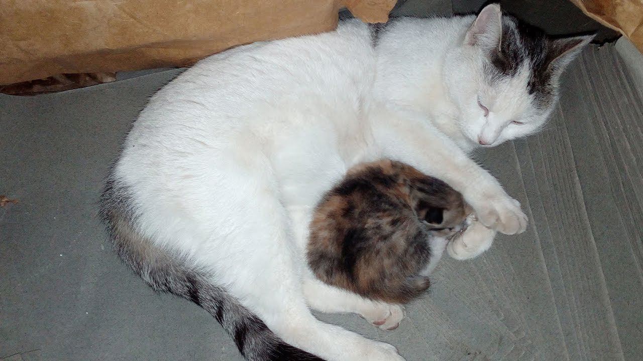 Кошка Муся и её котёнок. 2 недели от рождения. 3 сюжет смотреть онлайн