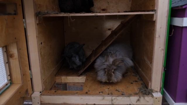 Зайкин дом: теперь в парке "Сказка" можно пообщаться с кроликами смотреть онлайн