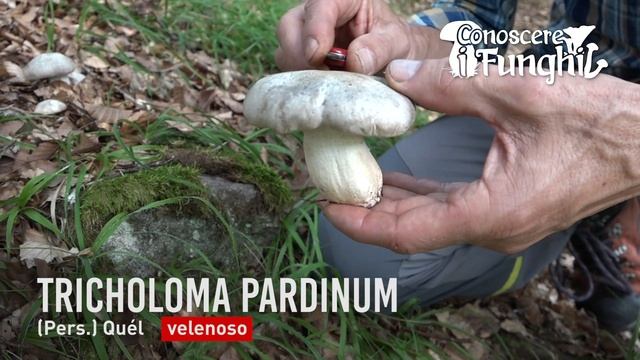 Conoscere i Funghi: Tricholoma pardinum [ VELENOSO ] смотреть онлайн