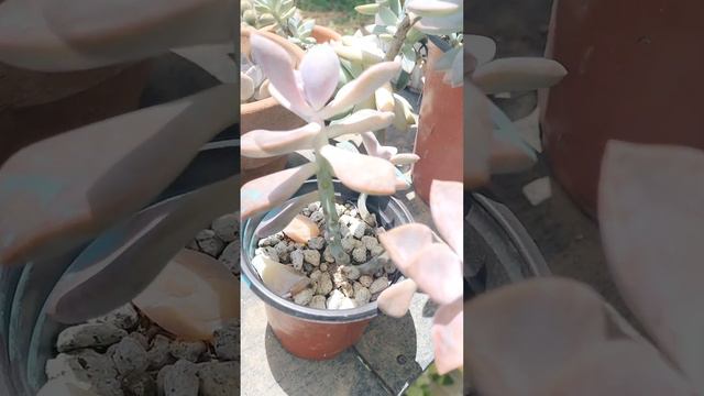 What happened to my Dusty Rose 🫣😱 смотреть онлайн