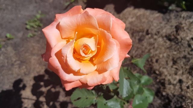 Глория Дей-первый цветок. смотреть онлайн