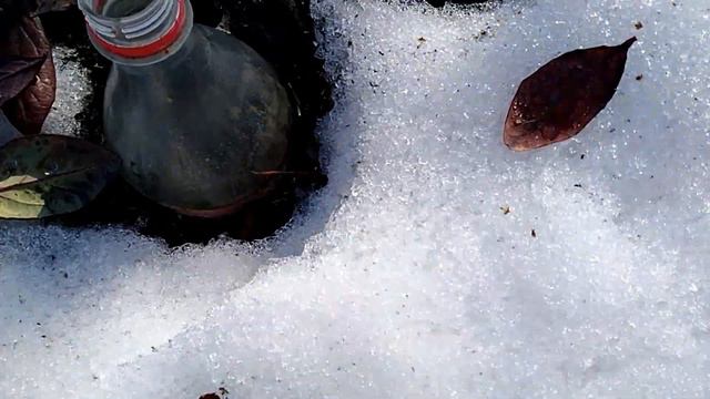 Как перезимовали укорененные черенки голубики смотреть онлайн