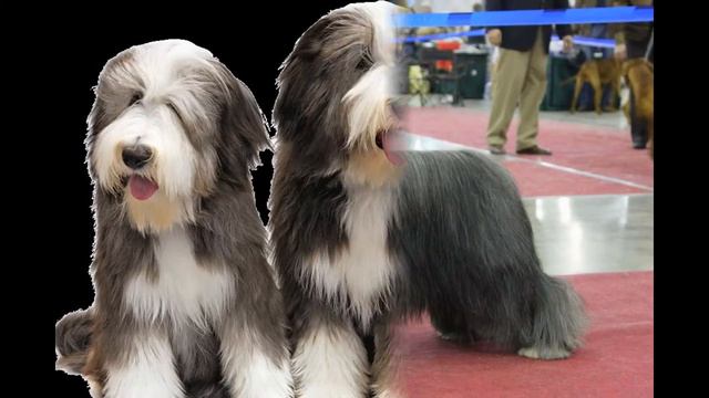 Bearded Collie (dog breed HD slide show)! / Бородатый колли ! смотреть онлайн