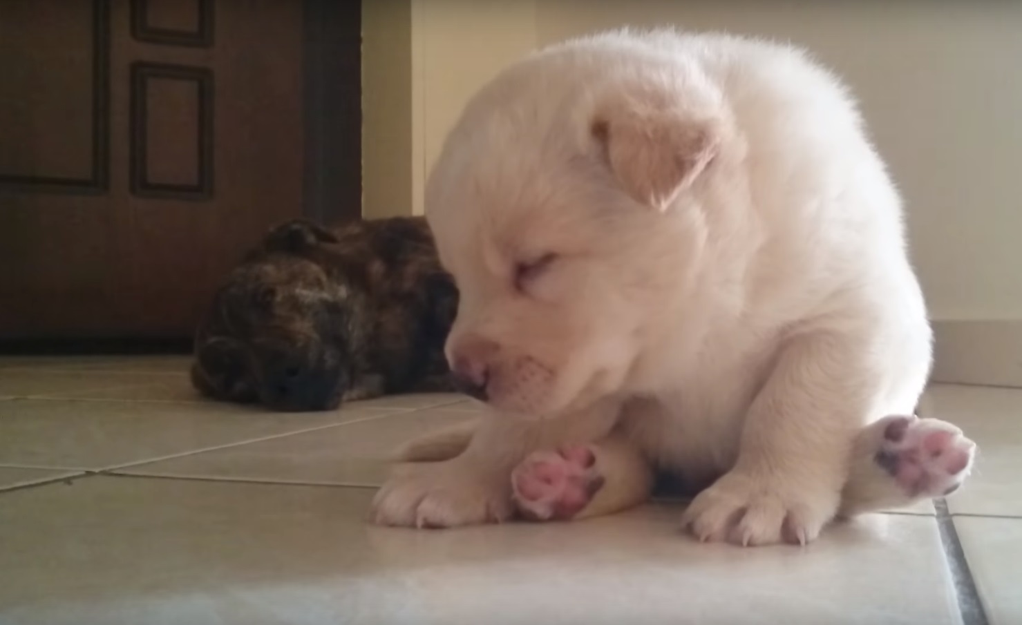 Подборка сонных зверей смотреть онлайн